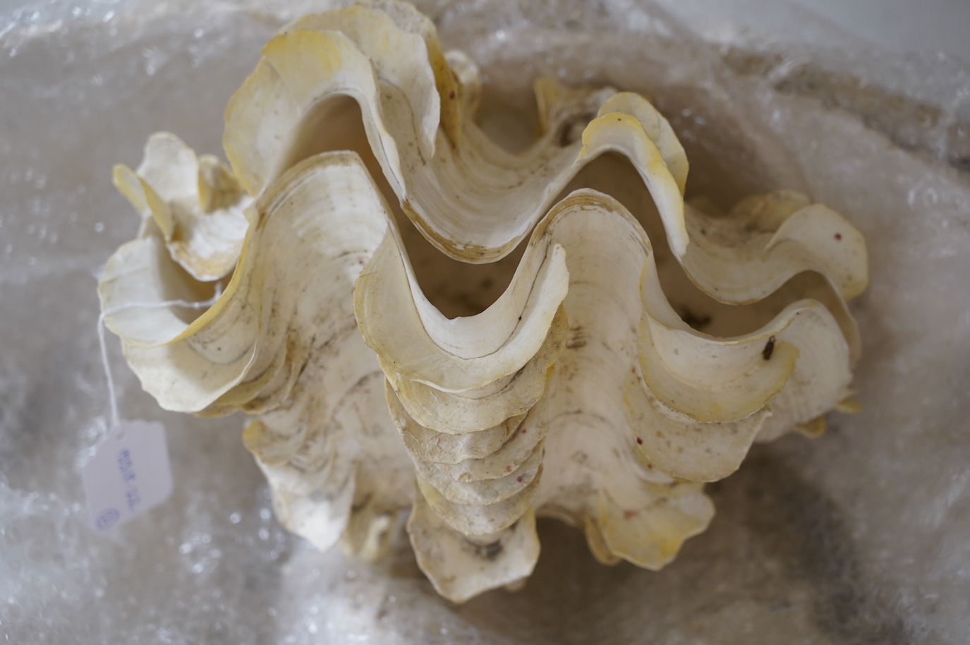 A complete giant clam shell, approximately 30cm wide, and a large decorative composite resin clam shell, approximately 70cm wide. Condition - good